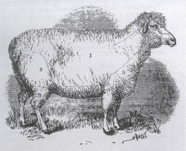 Olaf Velte liest 20220706115305_Bild.Merino-Schaf_690x0-aspect-wr.png